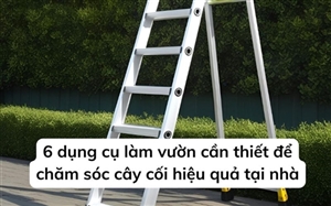 6 dụng cụ làm vườn cần thiết để chăm sóc cây cối hiệu quả tại nhà